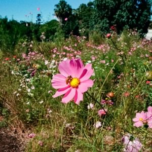 Meet your Posher, Louisa